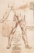LEONARDO da Vinci Muscle structure of the thigh Spain oil painting artist